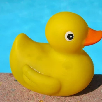 Yellow rubber duck at the pool