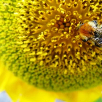 Wallpaper sunflower with bee