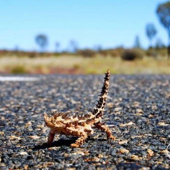 Thorny Devil Wallpaper