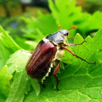 Cockchafer wallpapers