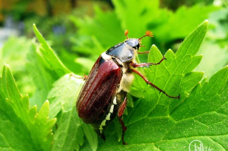 Cockchafer wallpapers Cockchafer wallpapers