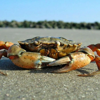 Background image of crab on the beach at the North Sea