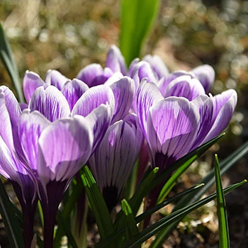 Krokusblüten in violett-weiss im Frühling