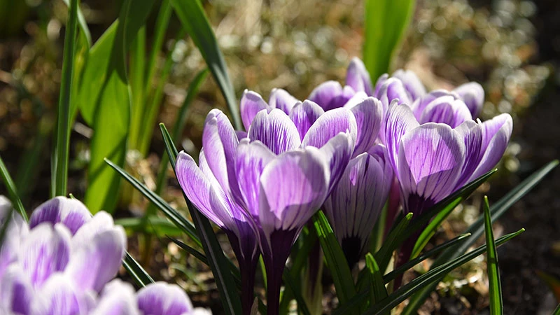 Purple-white crocus flowers in spring