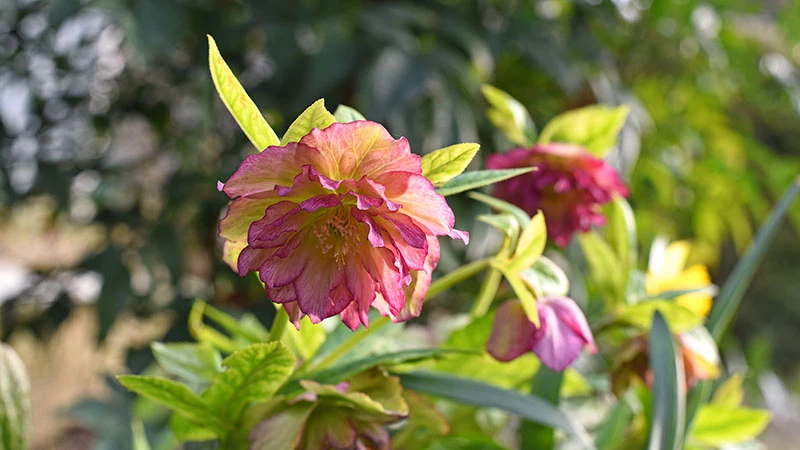 Christrose mit rosa Blüte im Frühling