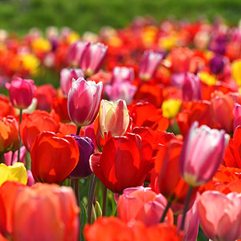 Bunte Tulpen im Frühling
