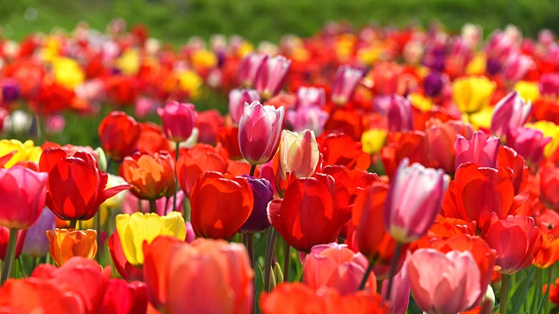 Colorful tulips in spring