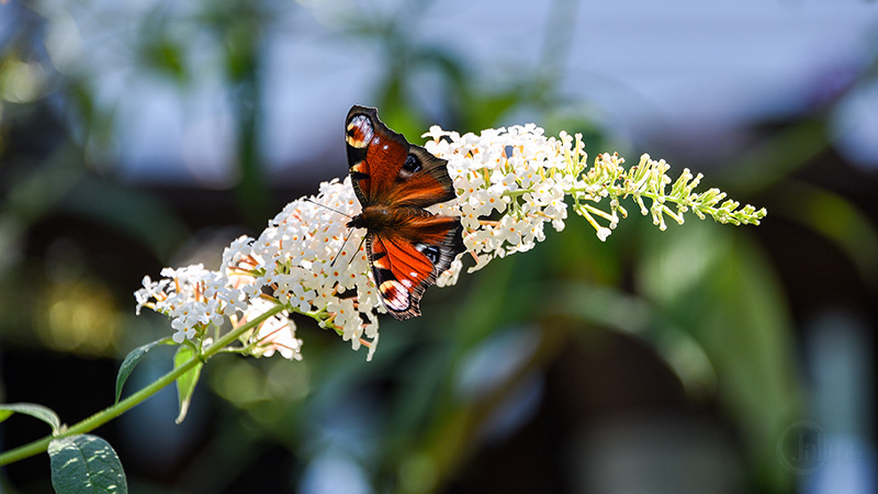 Schmetterling Pfauenauge auf Flieder Schmetterling Pfauenauge auf Flieder