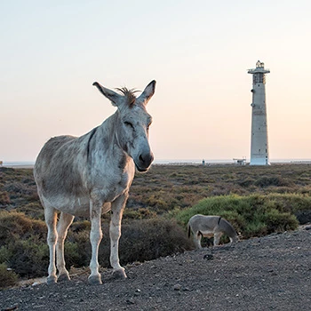 Leuchtturm mit Esel auf Fuerteventura Spanien