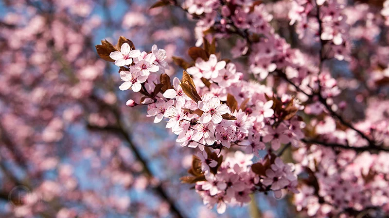 Frühling mit rosa Blüten Deutschland