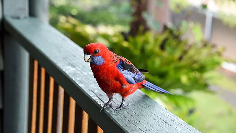 Plenty of parrots and a nice pool