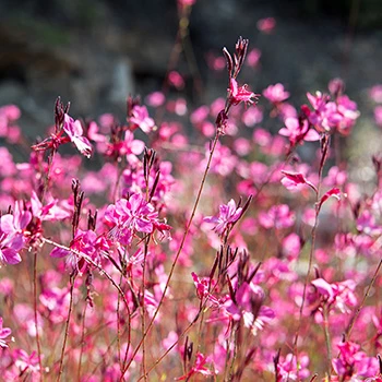 Pink flowers in Stageira Greece