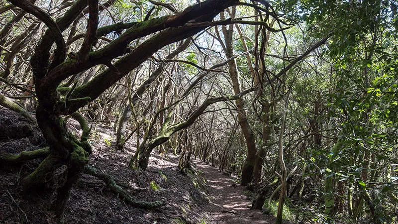 Hike through the laurel forest