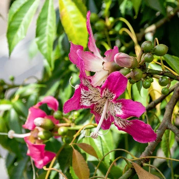 Fotos Botanischer Garten Funchal Madeira