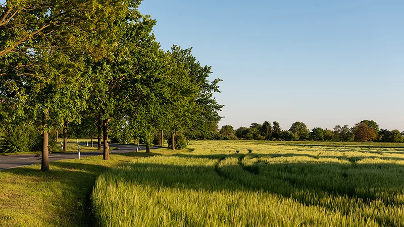 Avenue in Bickenbach