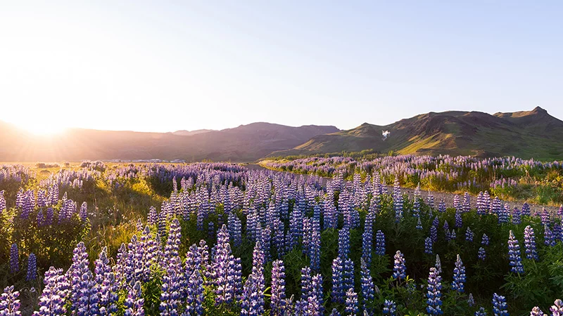 Lupinen in Island