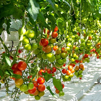 Tomatoes in the Fridheimar greenhouse 