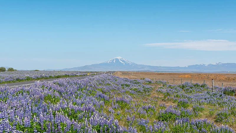 Lupins and snow mountains in Iceland