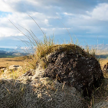 Mossy stone in Iceland