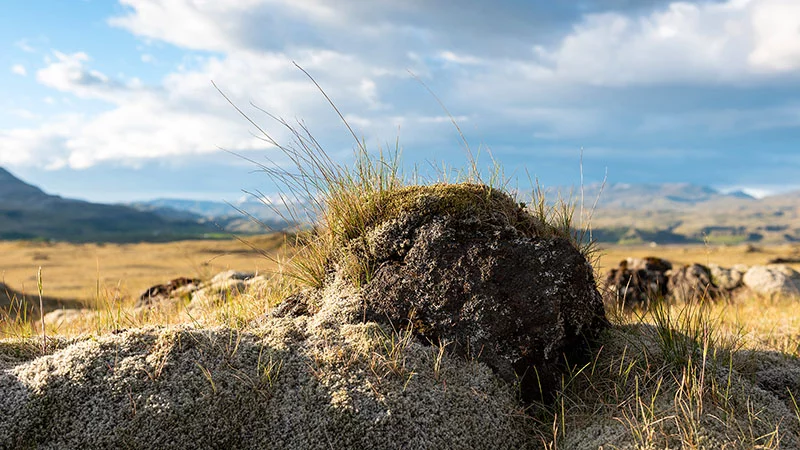 Mossy stone in Iceland