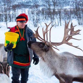 Samis and Reindeer in Sortland