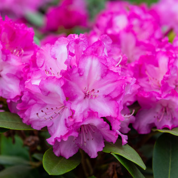 Blühender Rhododendron im Frühling