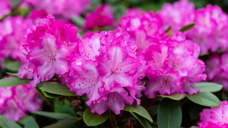 Flowering rhododendron in spring