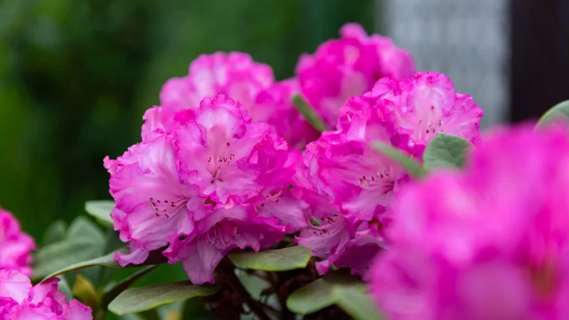 Rhododendronblüte im Frühjahr Rhododendronblüte im Frühjahr