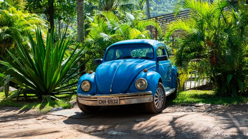 VW Beetle in the rainforest