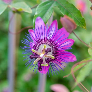 Passion fruit blossom