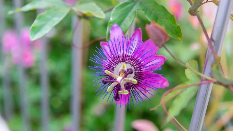 Passion fruit blossom