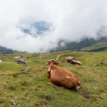 Cow loves the view in South Tyrol