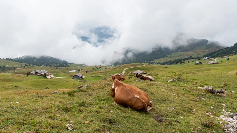Kuh liebt Ausblick in Südtirol