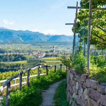 Apfelplantage mit Talblick in Südtirol