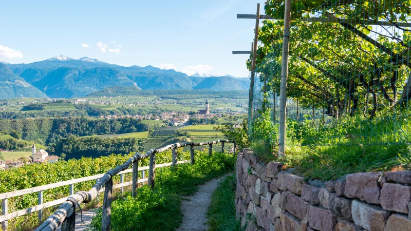 Apple orchard with valley views in South Tyrol