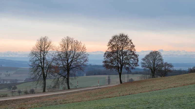 Trees and the alpine glow