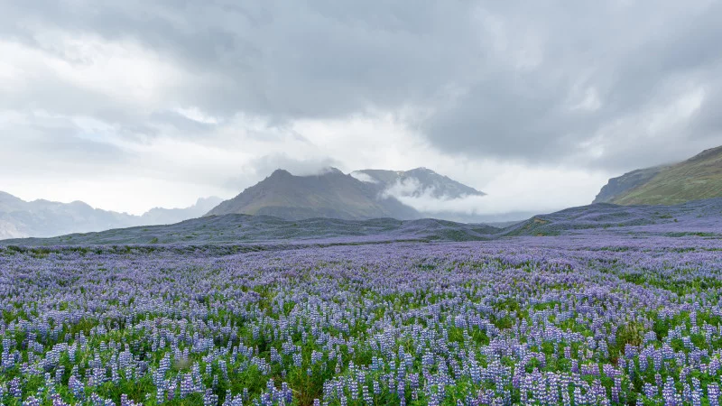 Purple Lupine Landscape