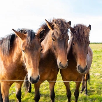 Horses in Iceland