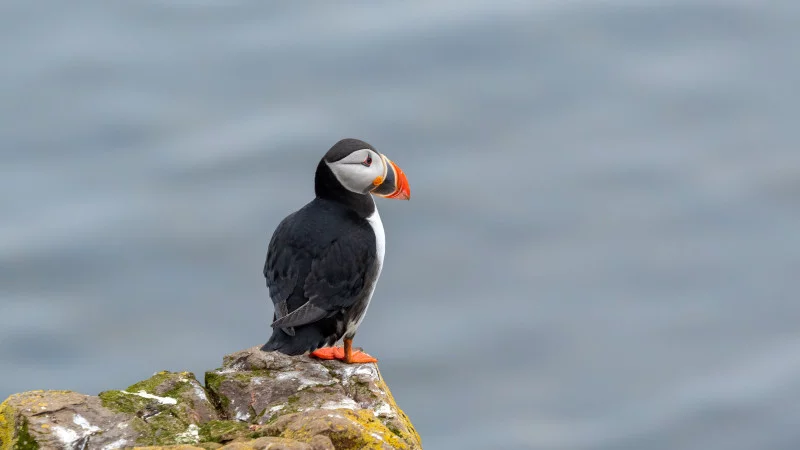 Puffins by the sea