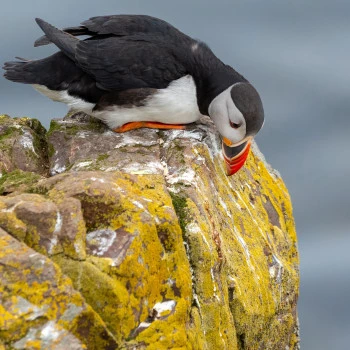 Papageientaucher mit neugierigem Blick