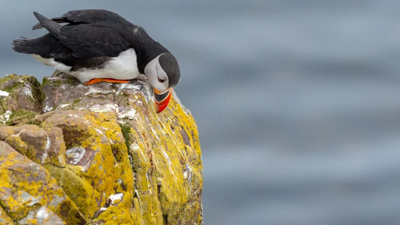 Papageientaucher mit neugierigem Blick