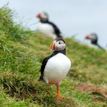 Papageientaucher im Gras