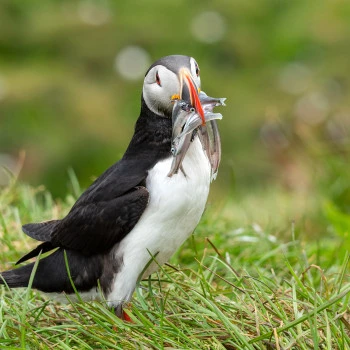 Puffin with fish