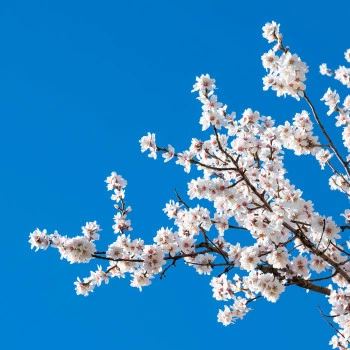 Almond blossom in Bensheim