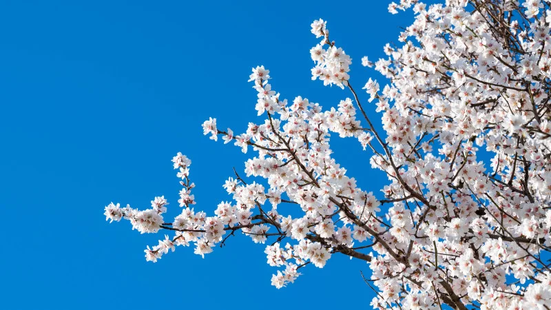 Almond blossom in Bensheim