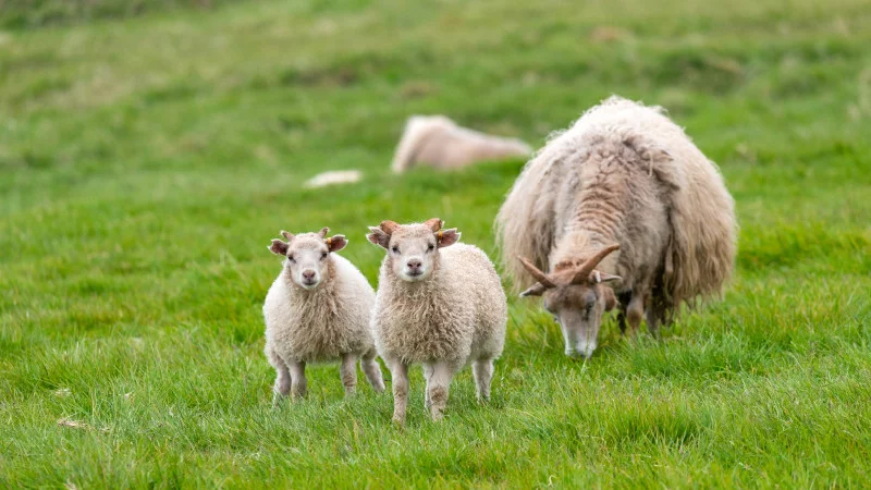 Süße Schafe in Island