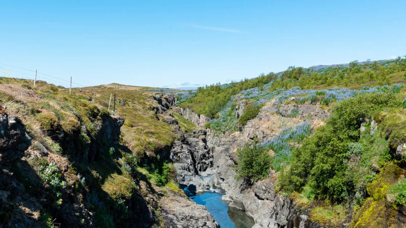 Schöne Schlucht mit Lupinen