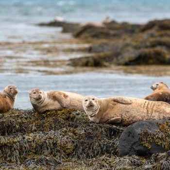 Sea lions at Ytri Tunga beach