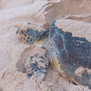 Big sea turtle