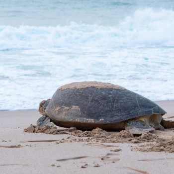 Sea turtle on the way to the sea